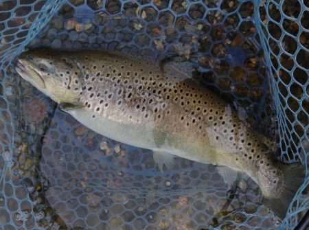 平日釣行で好釣果 ～フィシングパーク高島の…